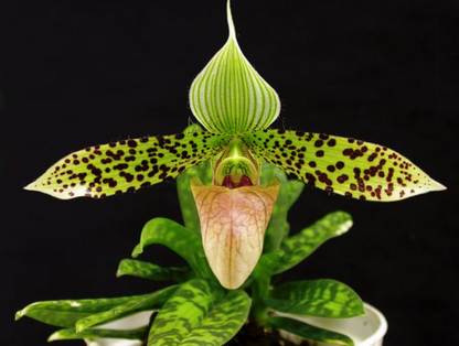 Paphiopedilum Sukhakulli