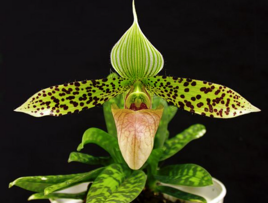 Paphiopedilum Sukhakulli