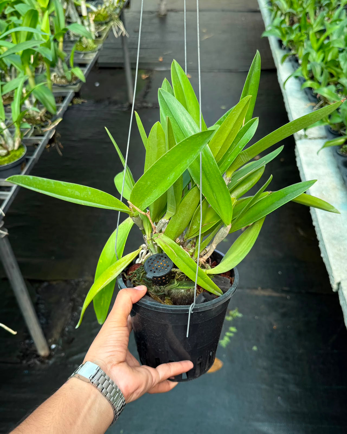 Cattleya Taiwan Mermaid orchid – Pearl Orchids orchid