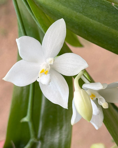 Phal. Tetraspis Alba x Green