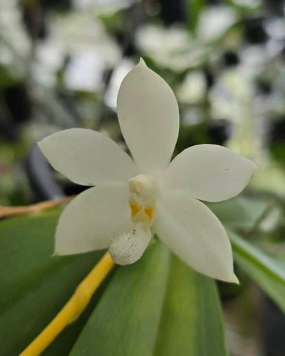Phal. Tetraspis Alba x Green