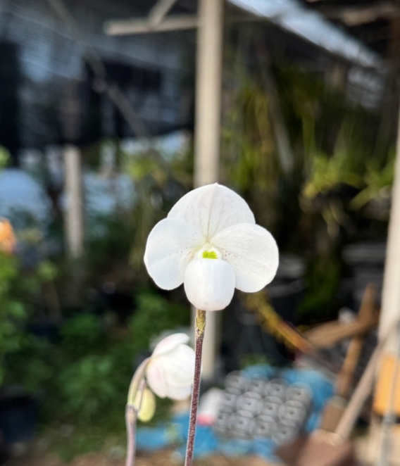Paphiopedilum Thaianum