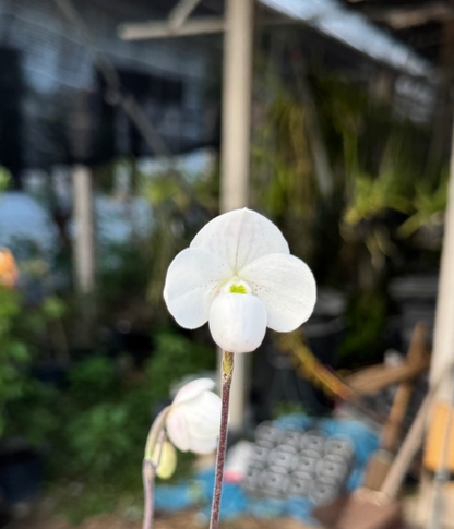 Paphiopedilum Thaianum
