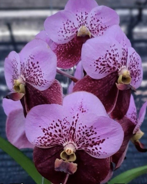 Vanda Thonglor Taveesuksa