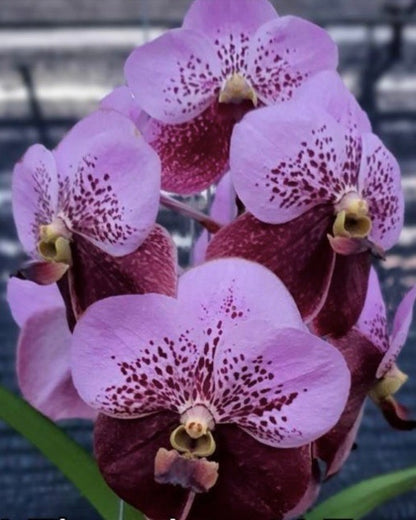 Vanda Thonglor Taveesuksa