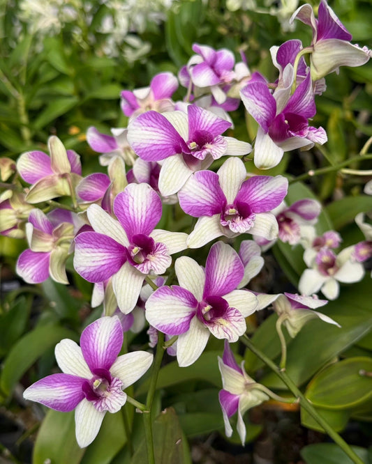Dendrobium JK52 Two Tone