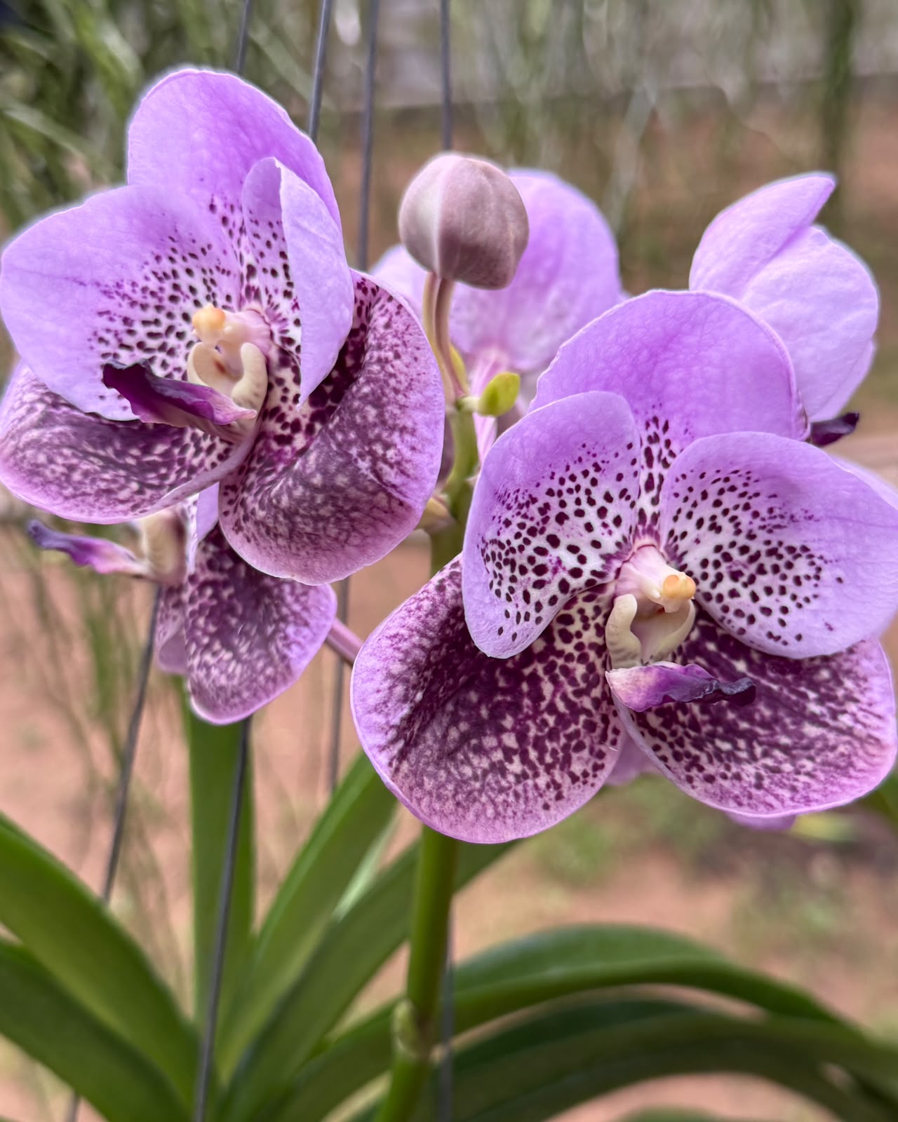 Vanda Two Tone Blue