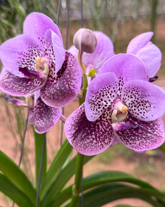 Vanda Two Tone Blue orchid – Pearl Orchids orchid