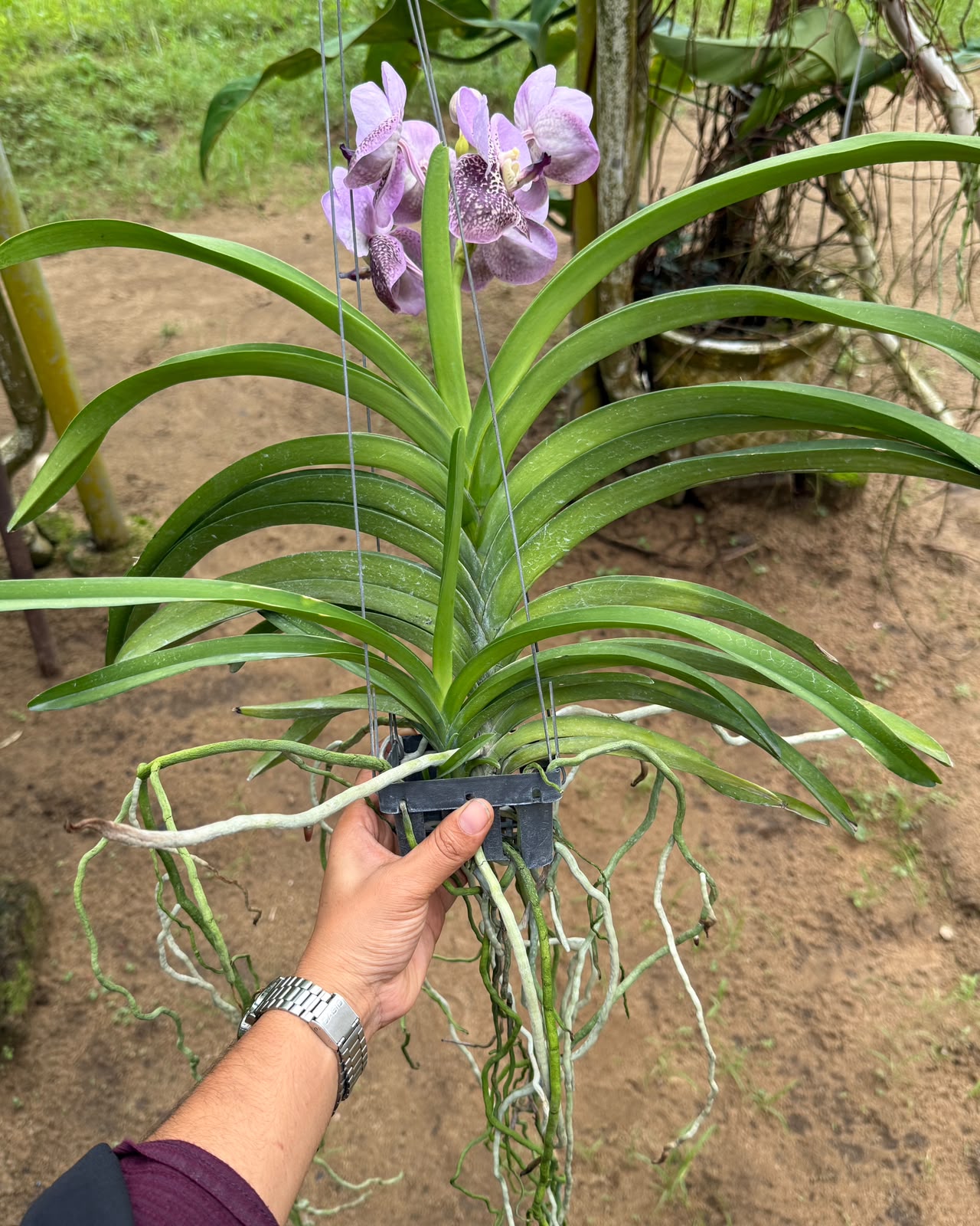 Vanda Two Tone Blue