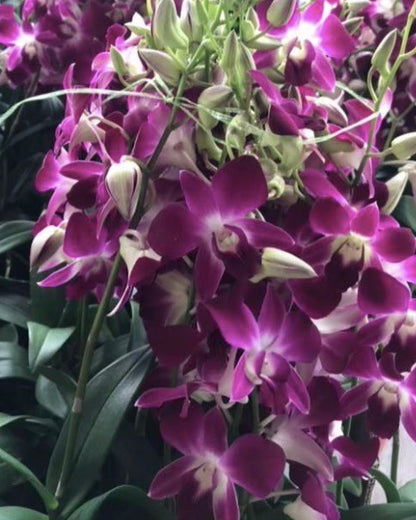 Dendrobium Udon Red