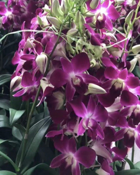 Dendrobium Udon Red
