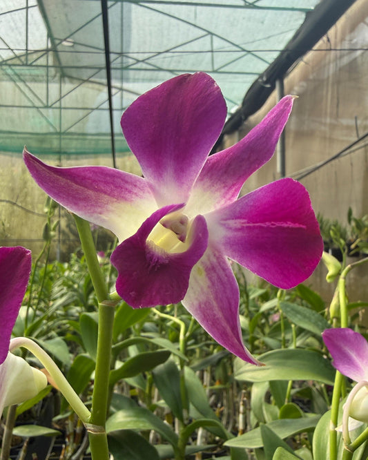 Dendrobium Udon Red