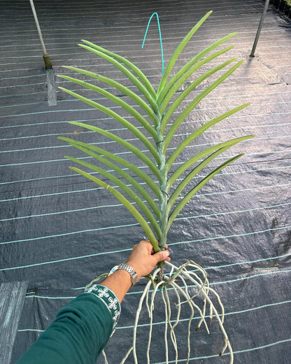 Mokara Velthuis x Dr. Anek