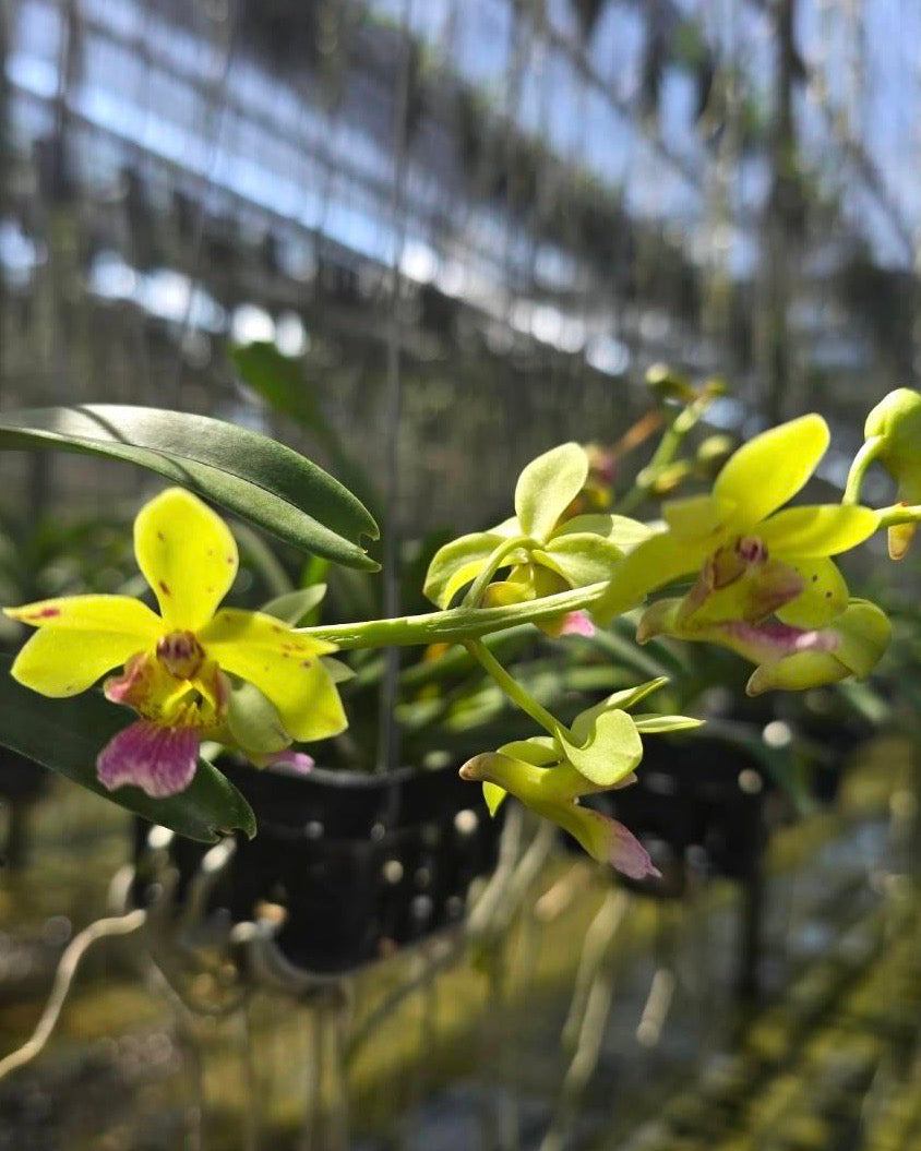 Vanda Vietnamixa x Gigantea Red