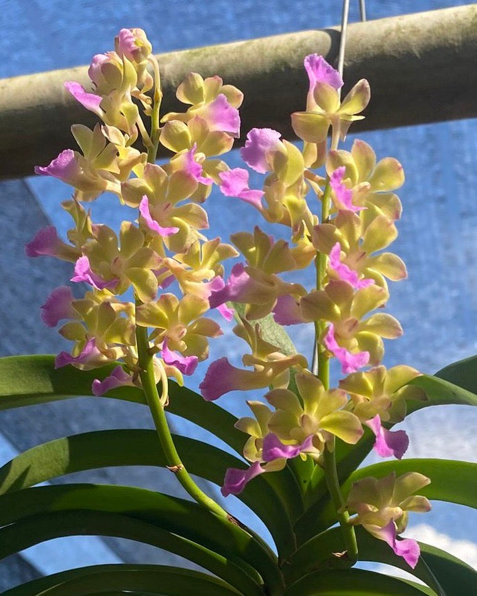 Vanda Thai Noi