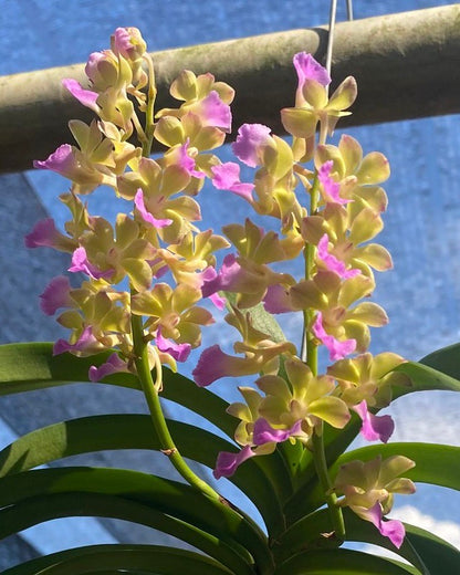 Vanda Thai Noi