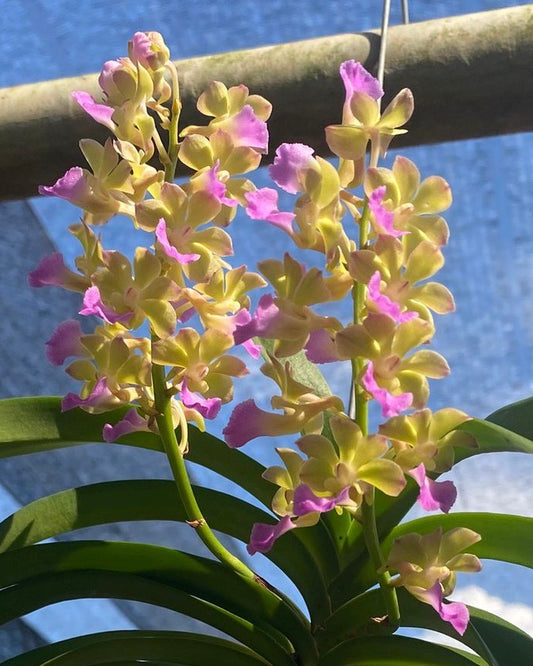 Vanda Thai Noi