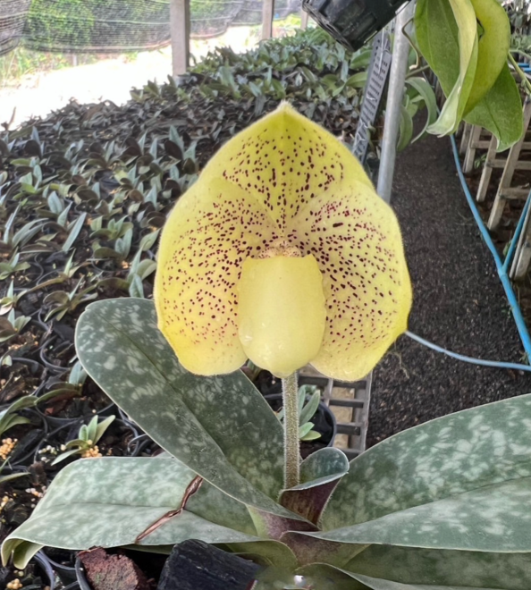 Paphiopedilum Wellesleyanum