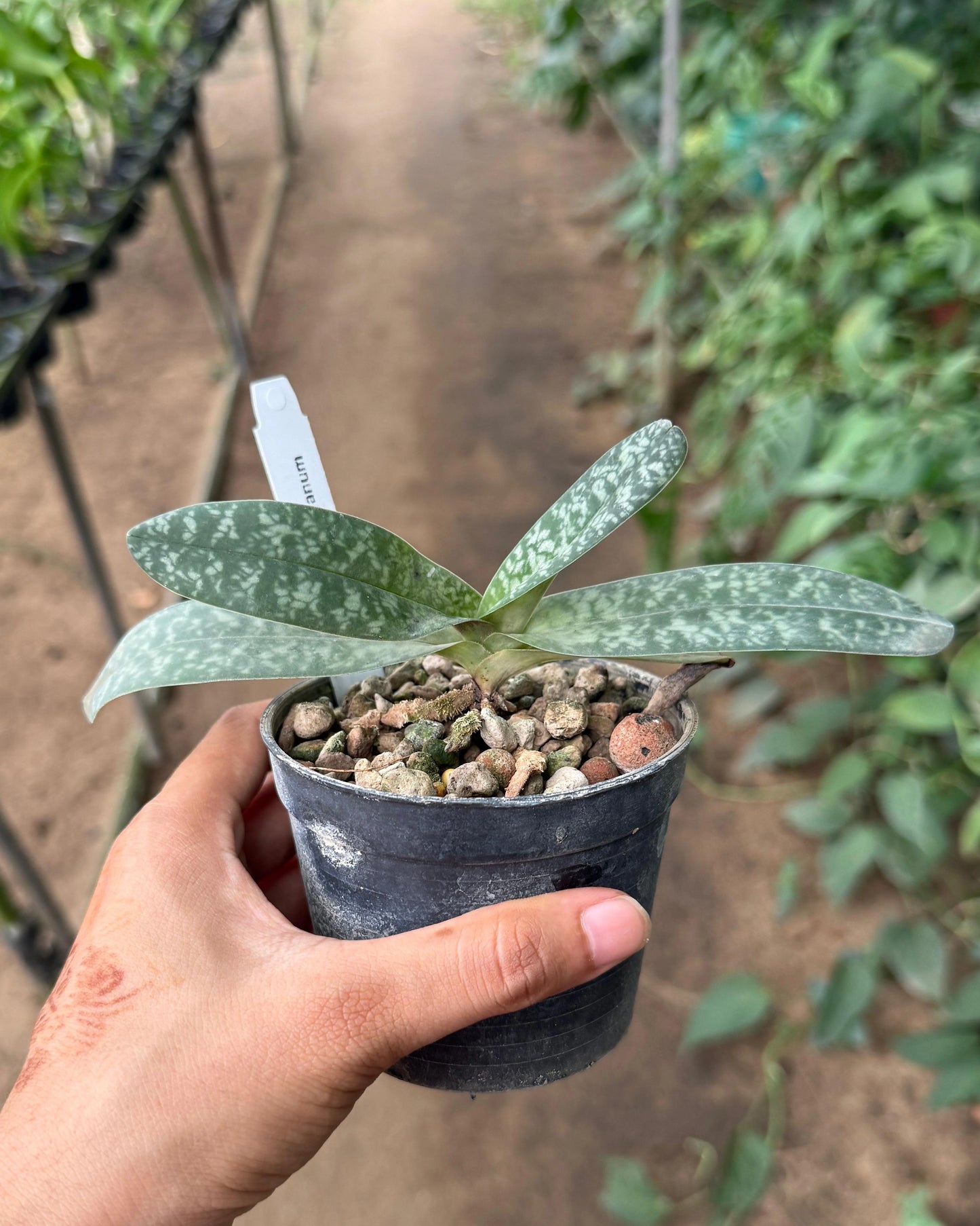 Paphiopedilum Wellesleyanum