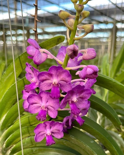Vanda Jularak Blue