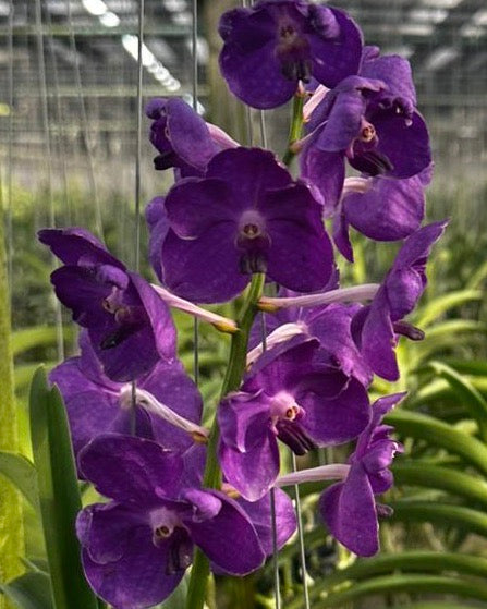 Vanda Kob Fah Blue