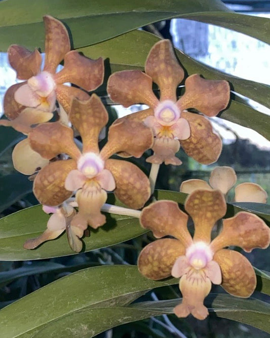 Vanda Brunnea x Vanda Denisoniana