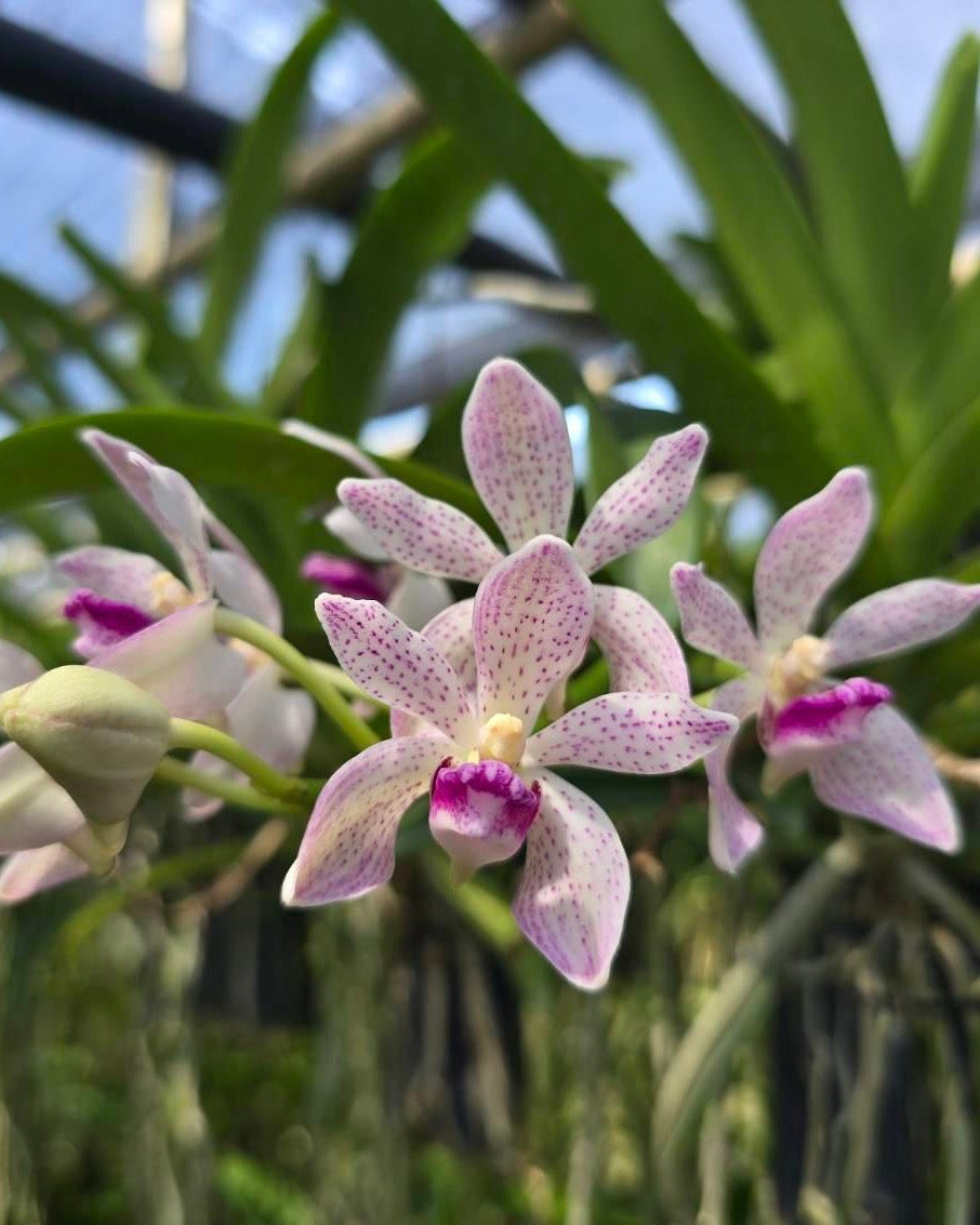 Vanda Pumila x Rhyncostylis Gigantea