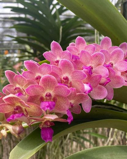 Vanda Wuttipanra Manoonya orchid – Pearl Orchids