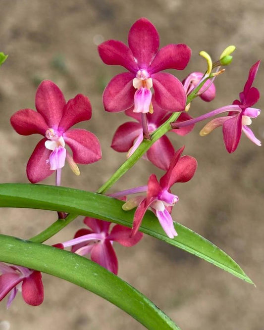 Vanda Denisoniana x Vanda Falcata x (Ascocentrum curvifolium)