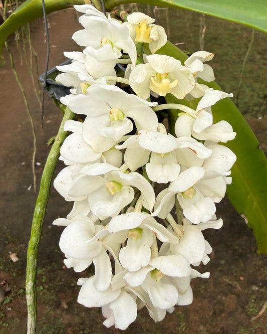 Rhyncostylis Gigantea White orchid