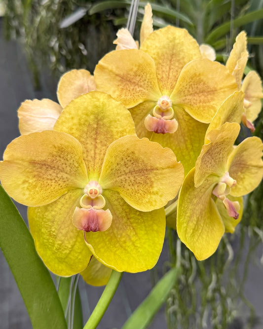 Vanda Boonmark Gold x Varut Leopard orchid