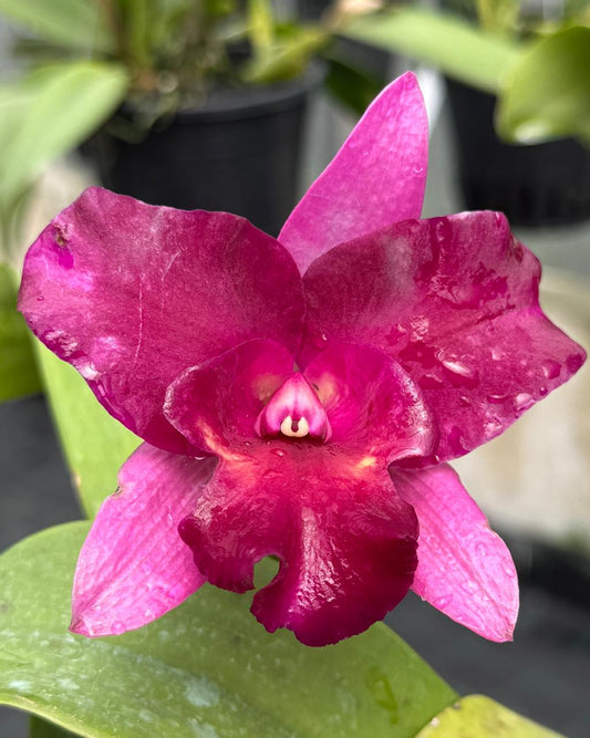 Cattleya Chomyong Beauty #1 orchid