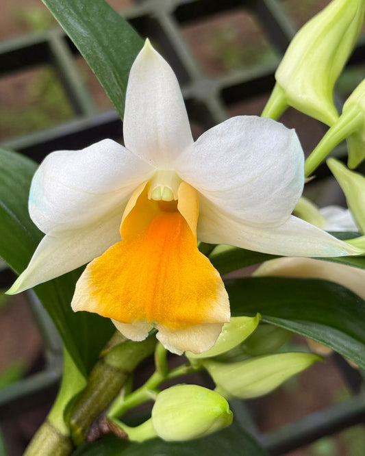 Dendrobium Dawnmaree Hybrid orchid