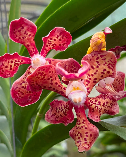 Papilionanda Jairak Fragrance