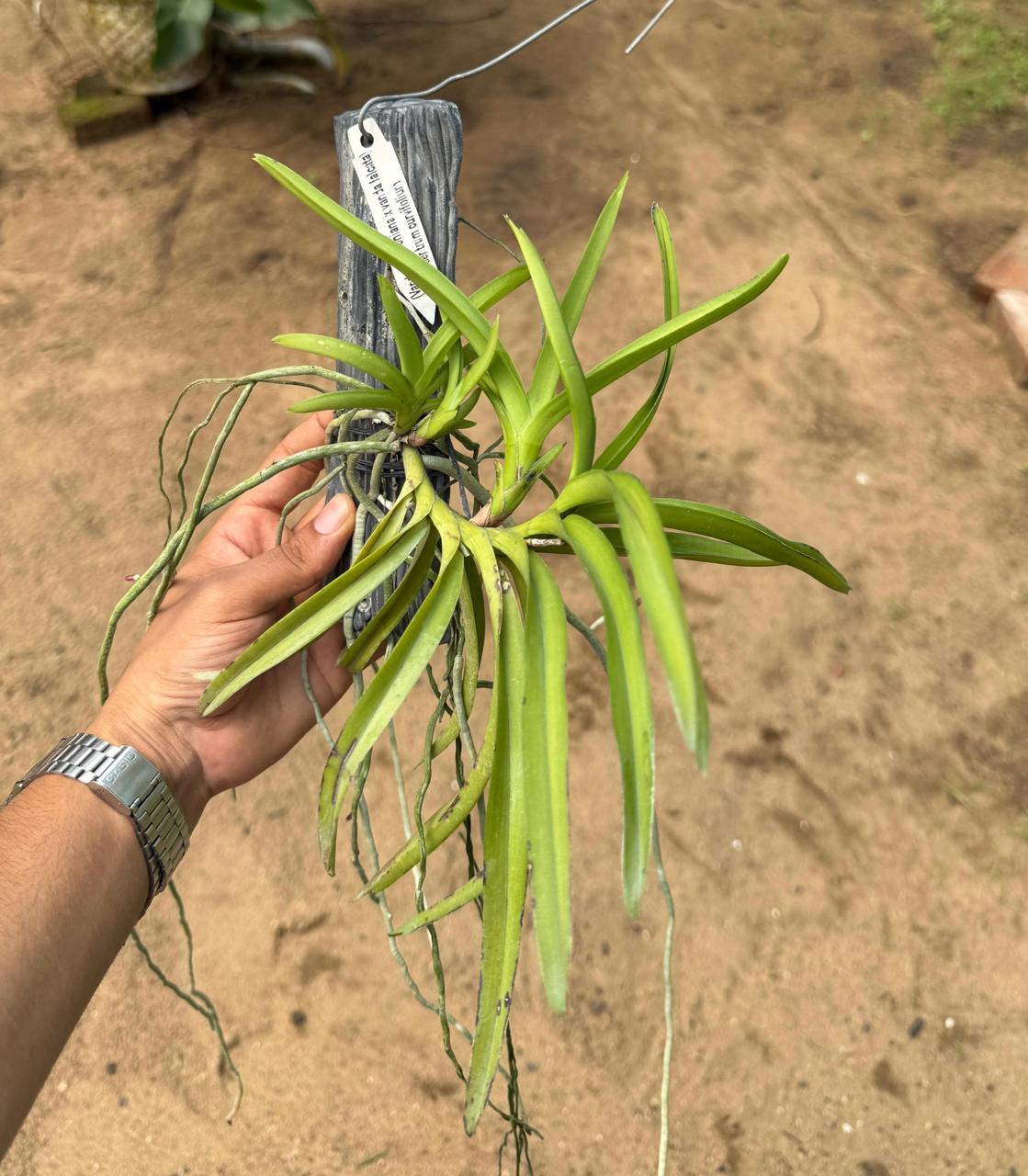 Vanda Denisoniana x Vanda Falcata x (Ascocentrum curvifolium)