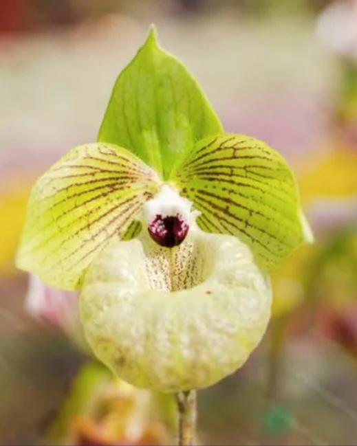Paphiopedilum Malipoense