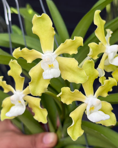 Vanda Tessellata Alba