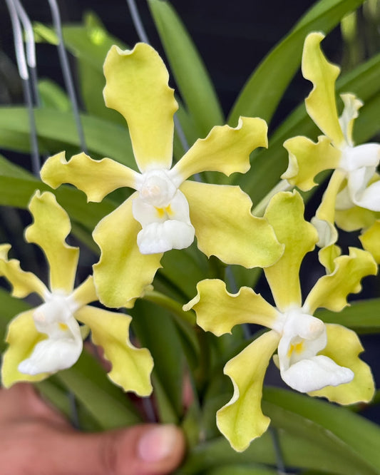Vanda Tessellata Alba orchid