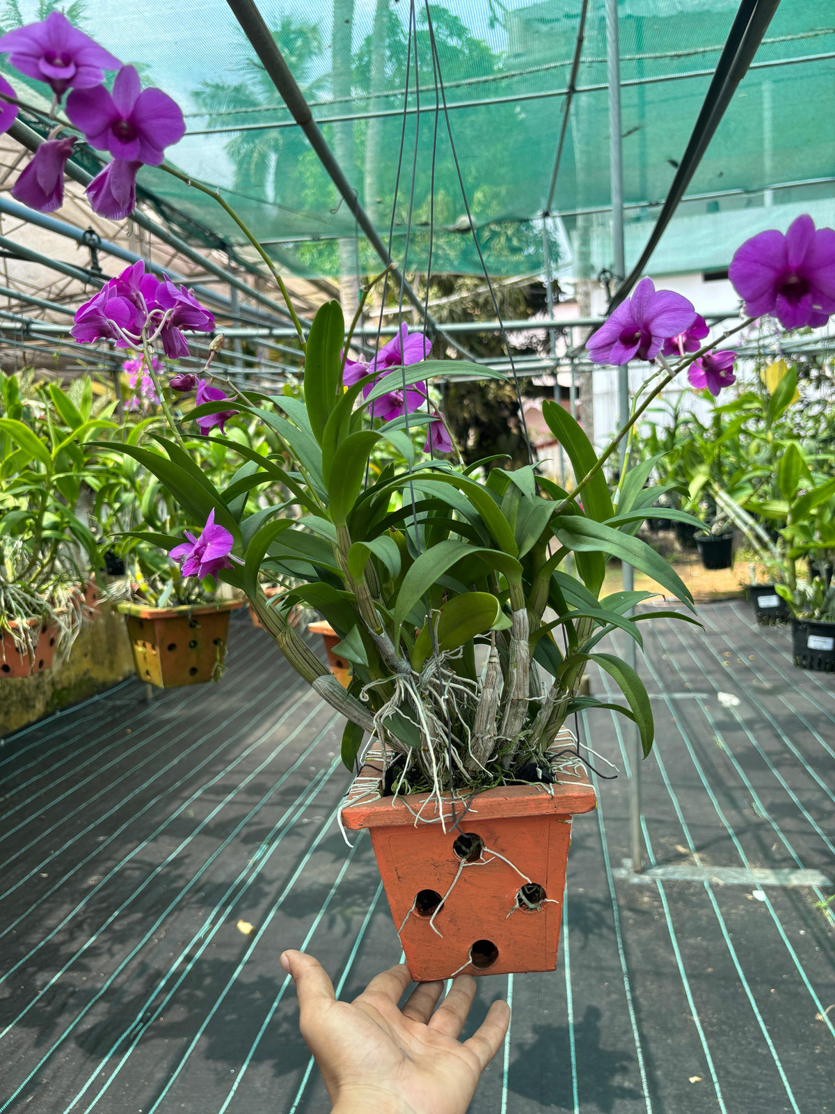 Dendrobium JK 18 Pink Mini 653 (5 inch potted) orchid