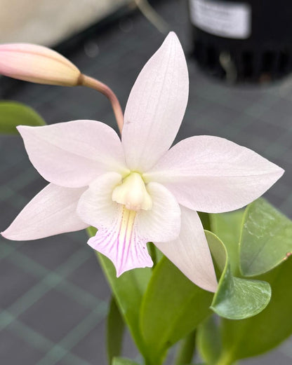 Cattleya Netrasiri Fireball