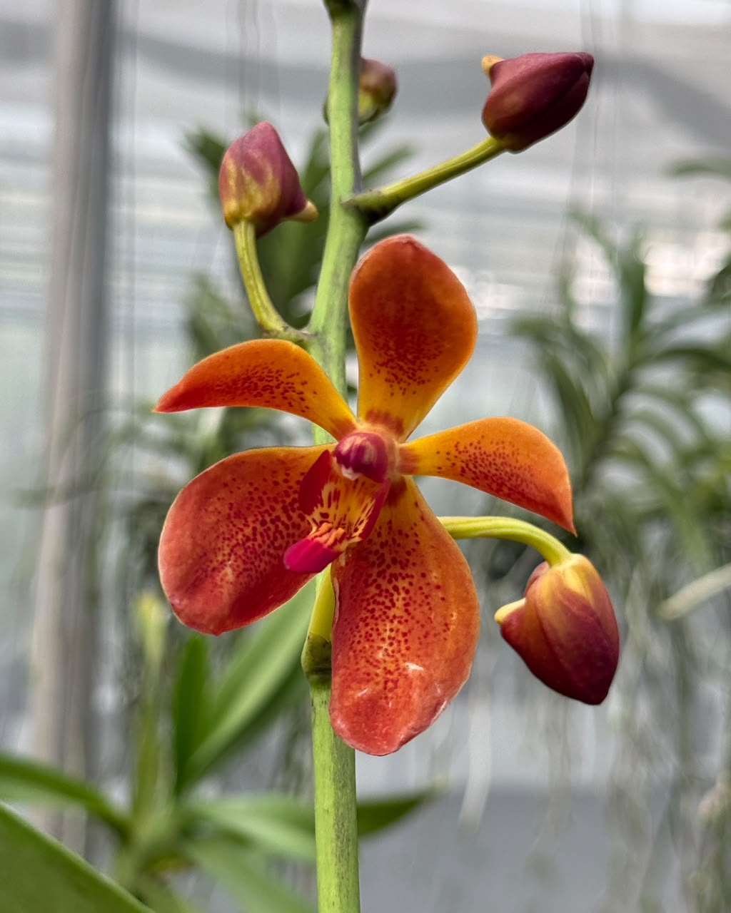 Renvanvanda Dao Manee orchid