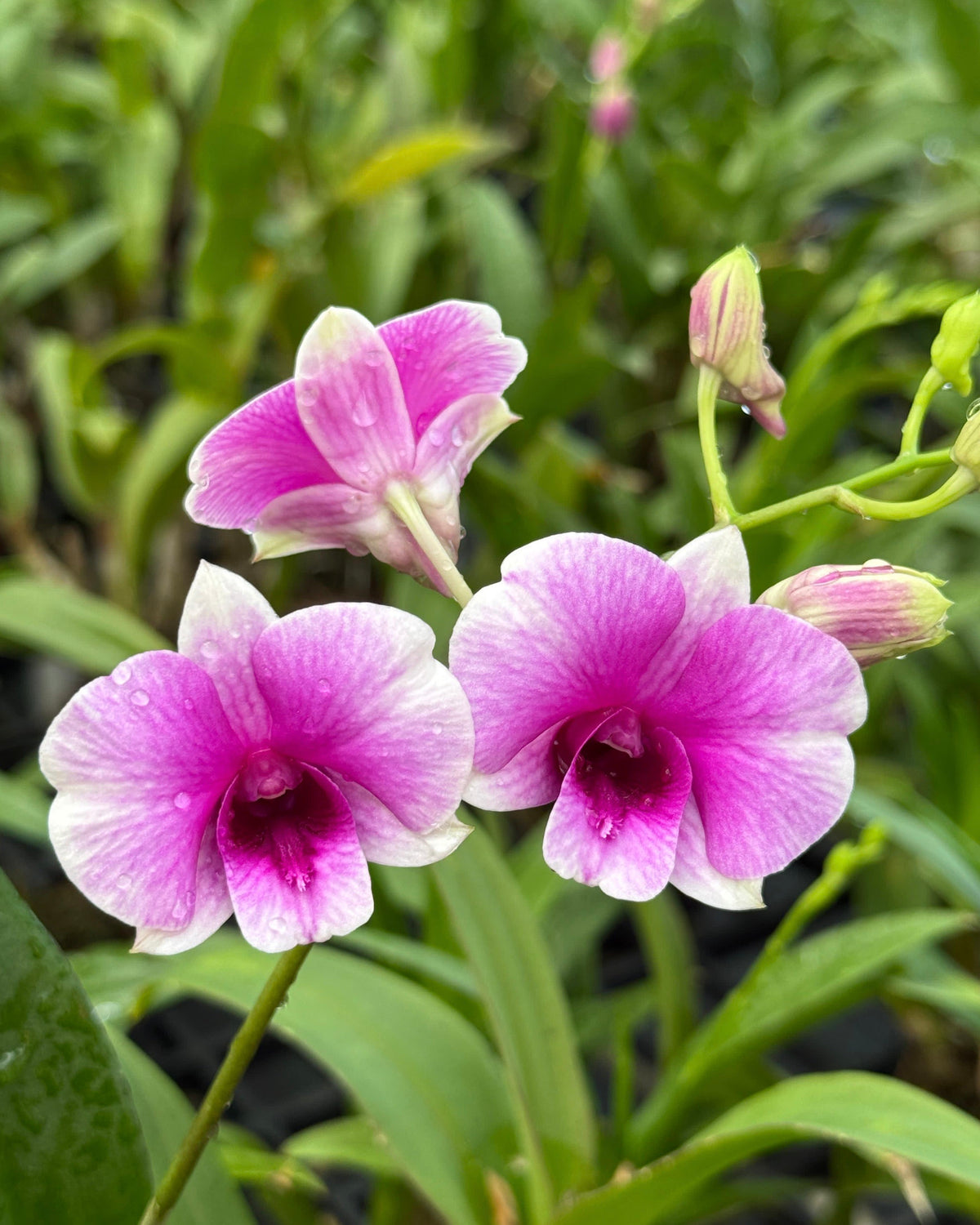 Dendrobium Yaya (6 inch potted)