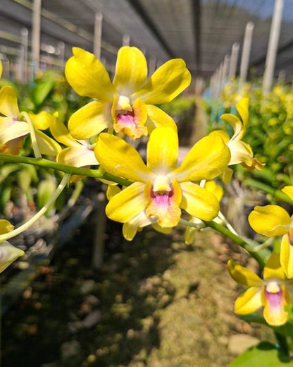 Dendrobium Yellow Monday