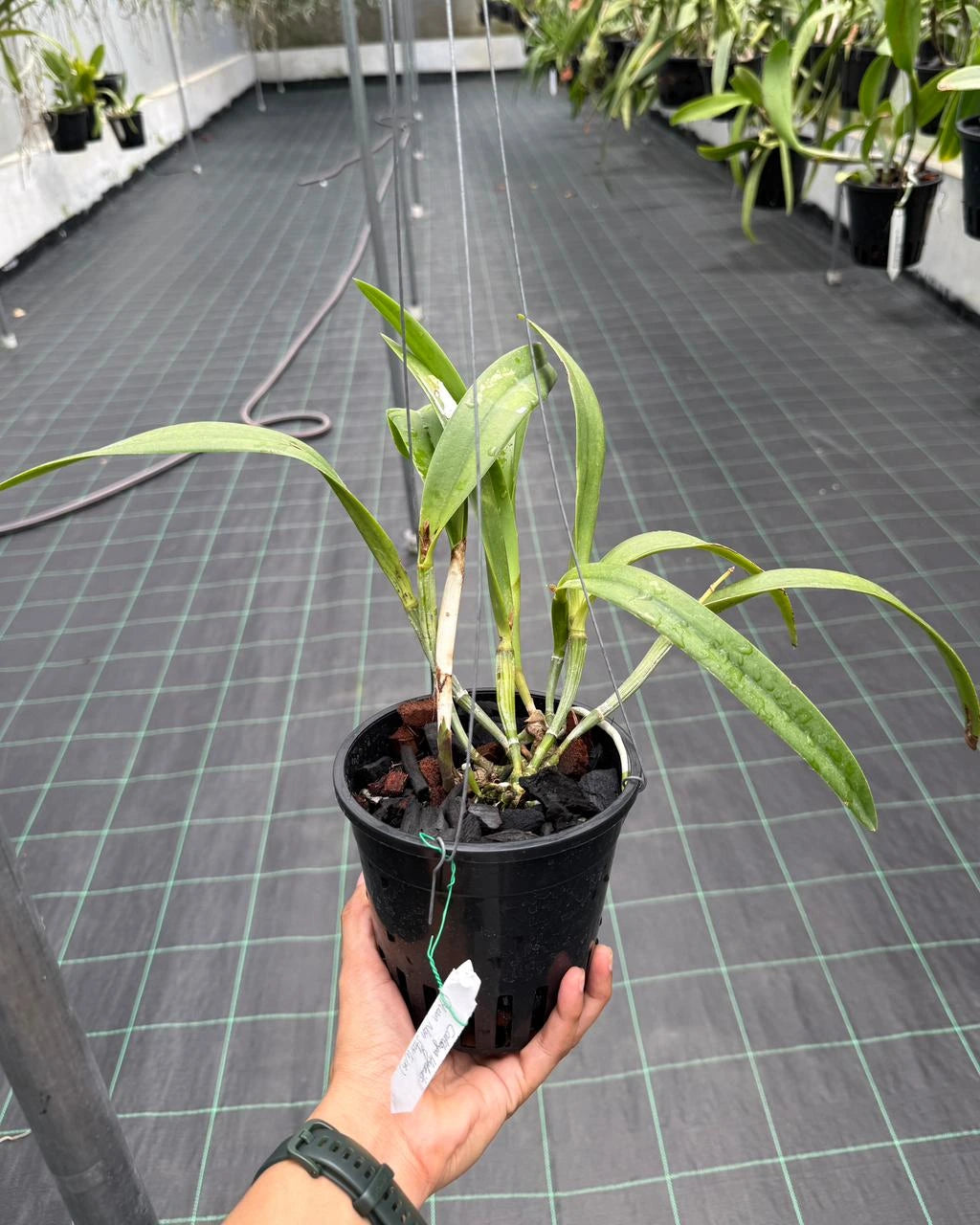 Cattleya Yuan Nan Star War