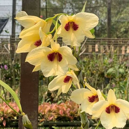 Dendrobium Albosanguineum