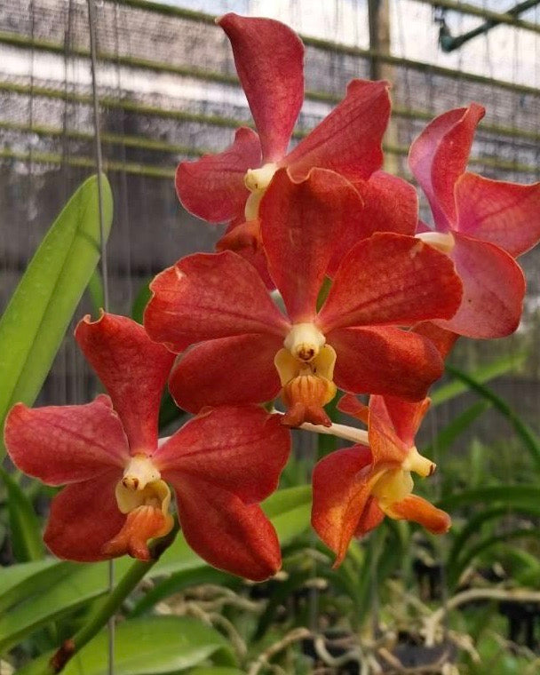 Vanda Ami x Somthawil
