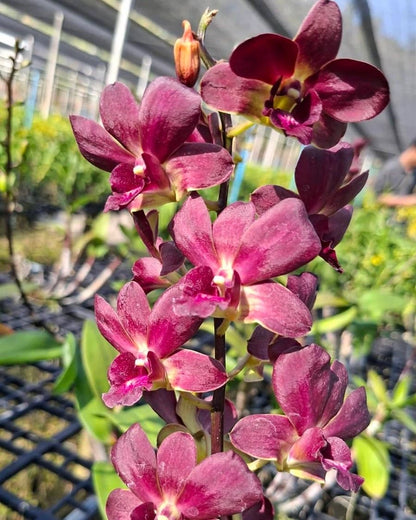 Dendrobium Berthachong Brown