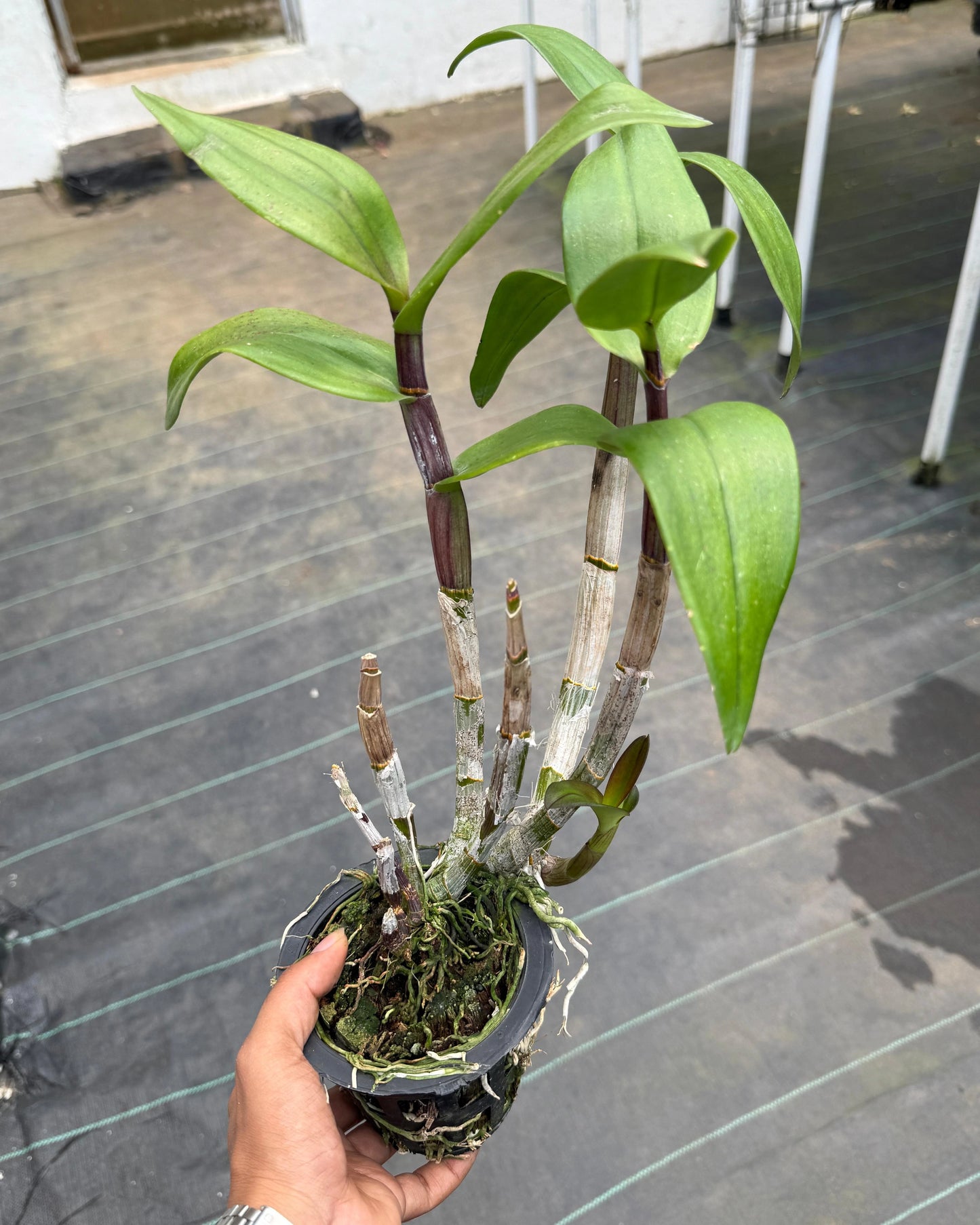 Dendrobium Berthachong Brown