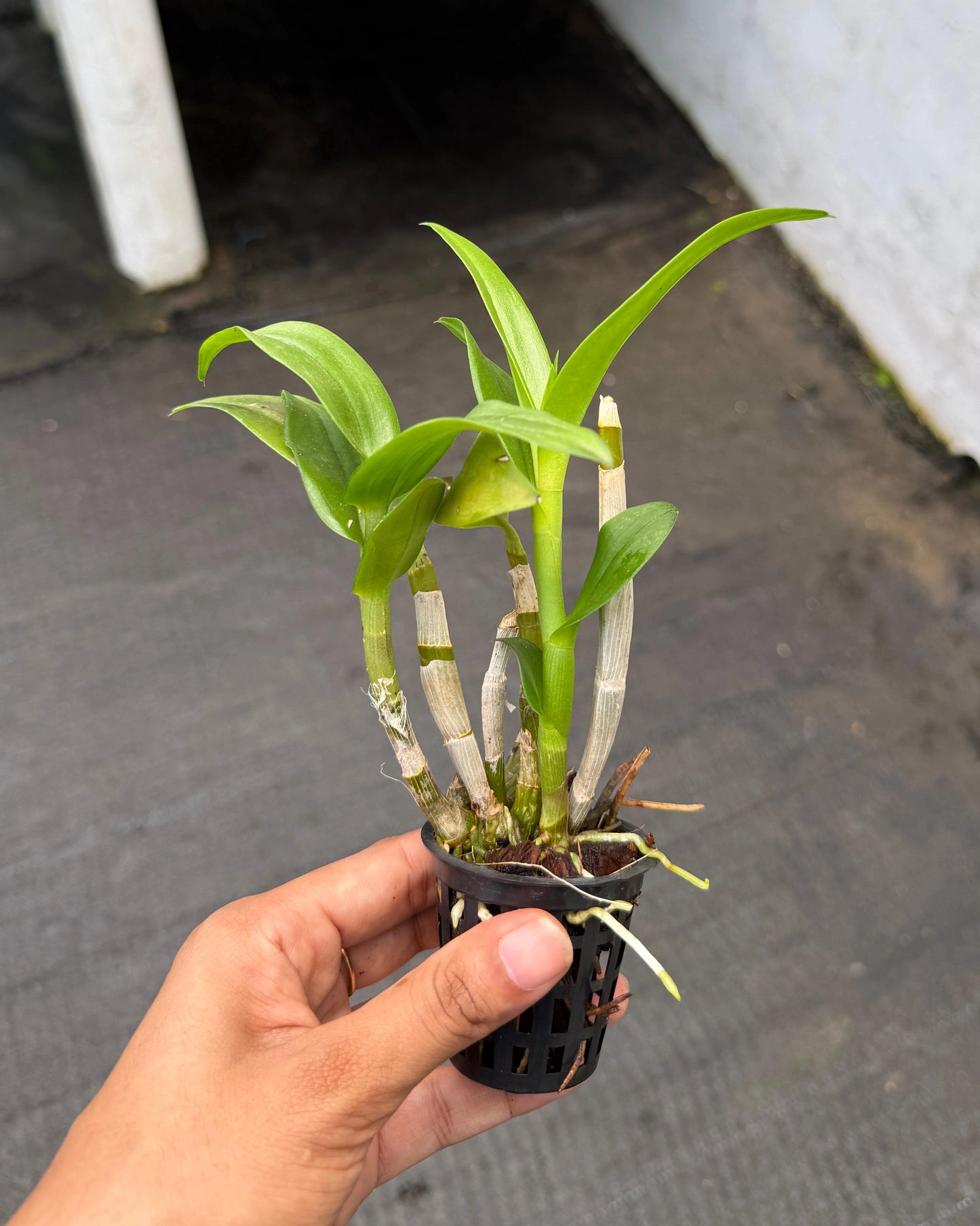 Dendrobium Big Charming