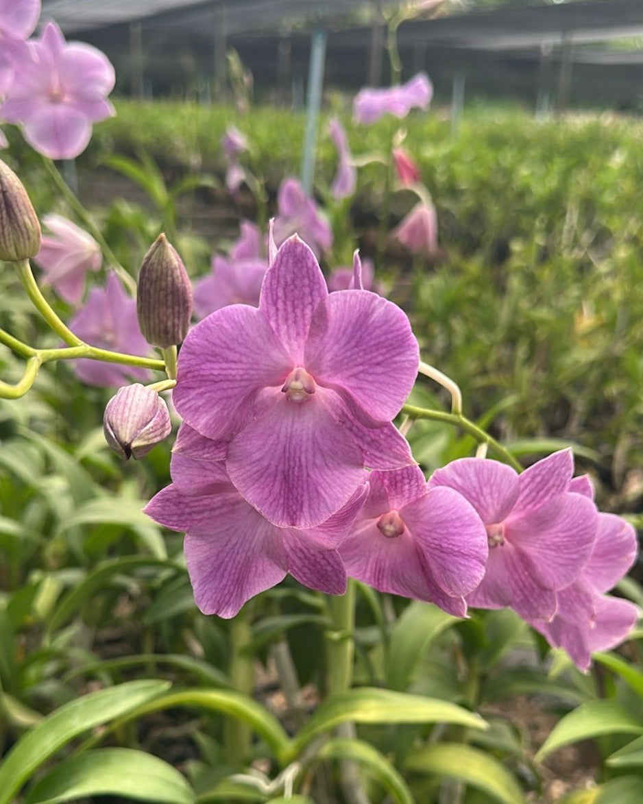 Dendrobium Blue 3 Lip